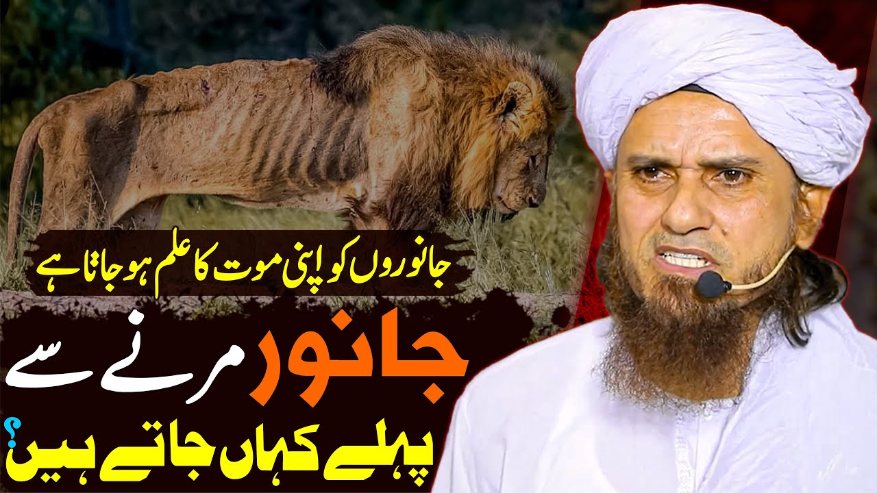Janwar Marne Se Pehle Kaha Chale Jate Hain ? Mout Ka Ilm Hojata Hain ? | Mufti Tariq Masood Special